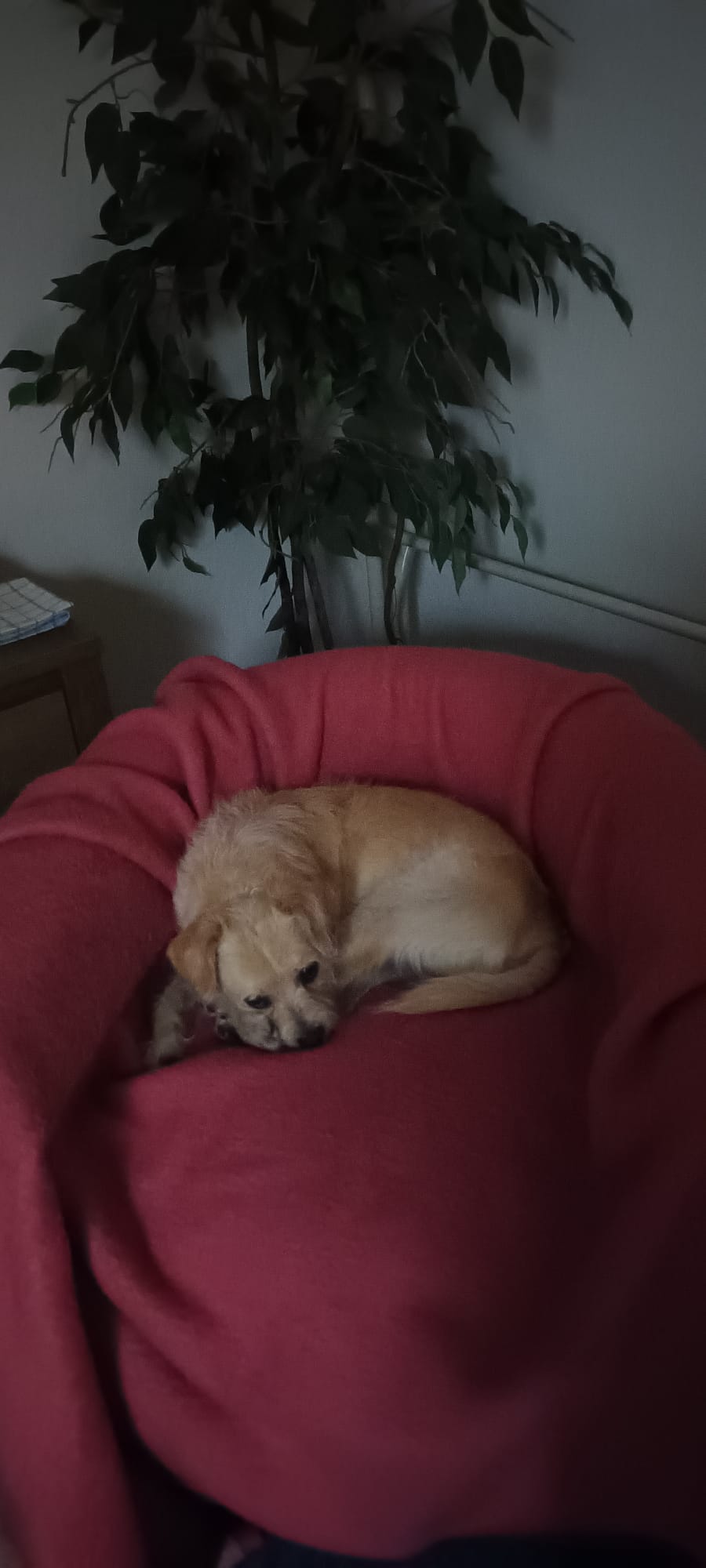 Fido